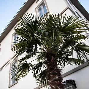 Le Palme Guest house